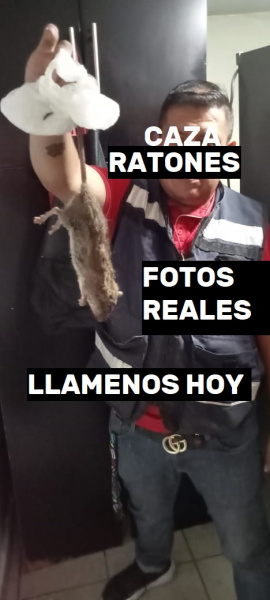 CAZADOR RATAS 2022