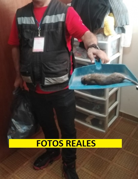 EXTERMINADOR DE RATAS URGENTE MEXICO