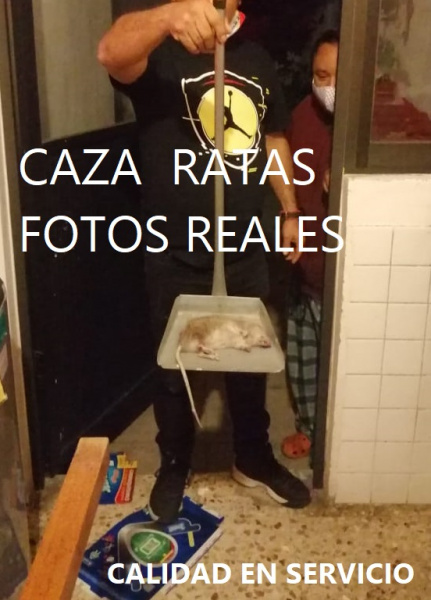 exterminador-de-ratas