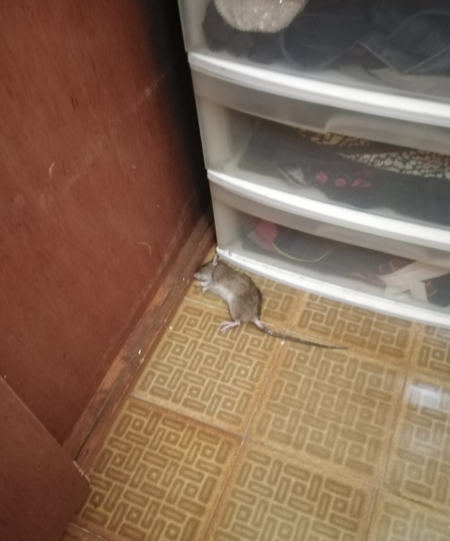 EXTERMINADOR DE RATAS 2021