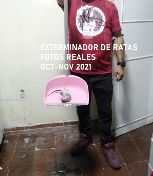 exterminador de roedores en mexico