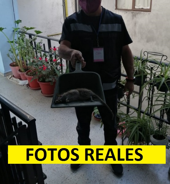 exterminador-de-ratas-24-hrs