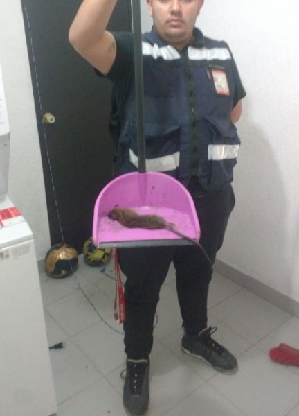 control de roedores en mexico